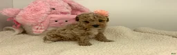 Toy Poodle dogs for sale: Joyce - Ad 4