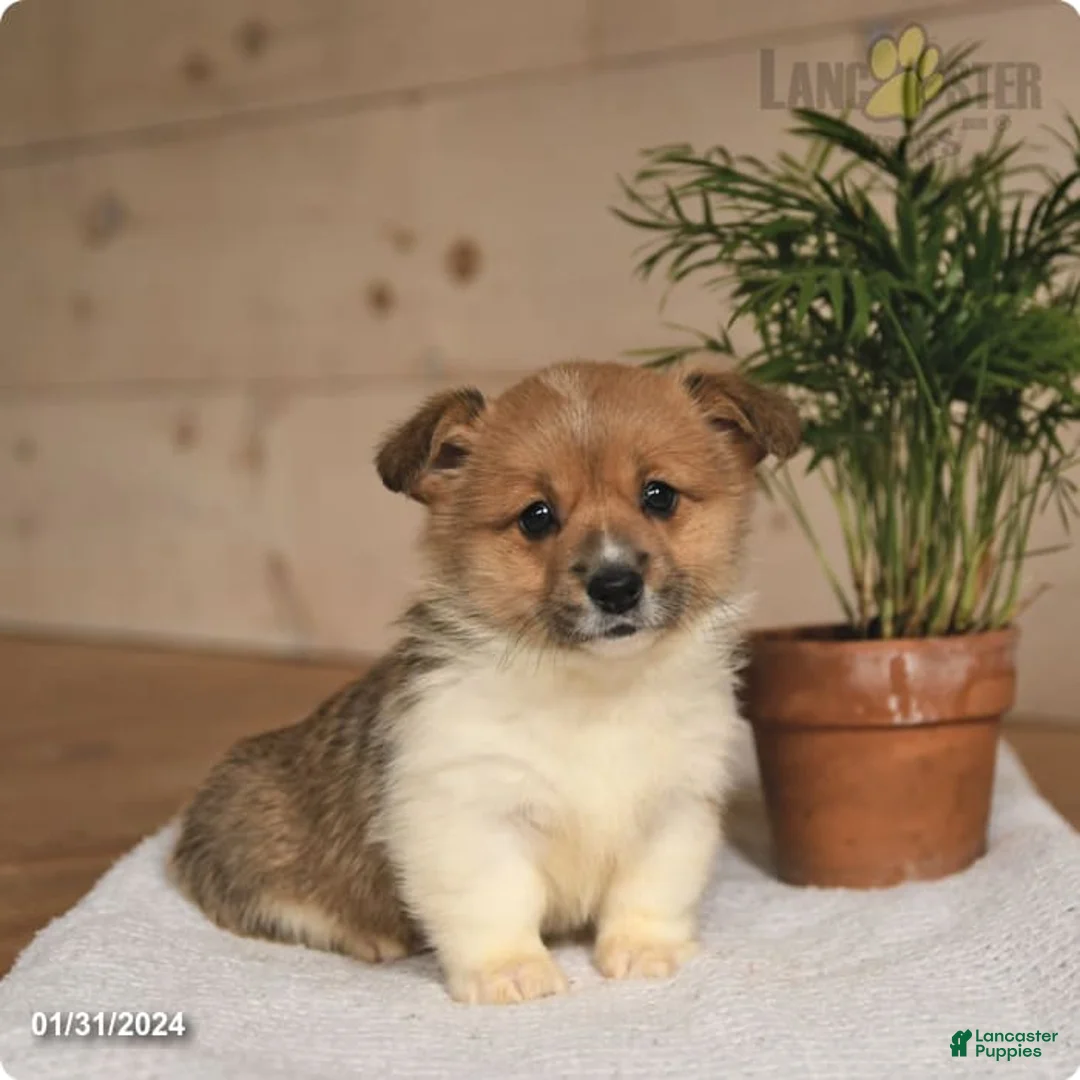 Gallery Image {{count}}