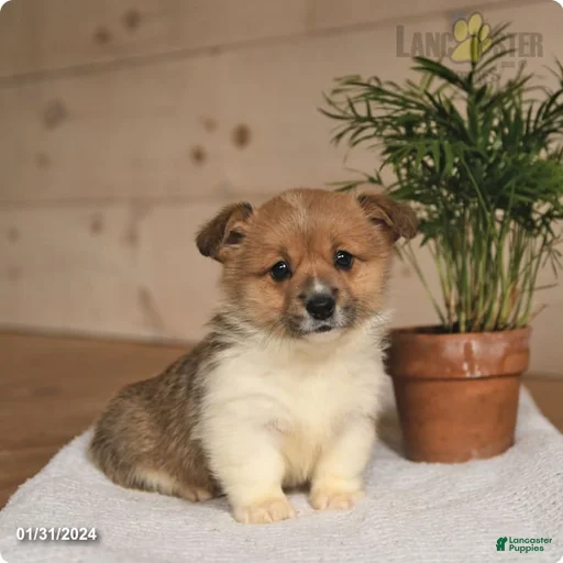 Gallery Image {{count}}