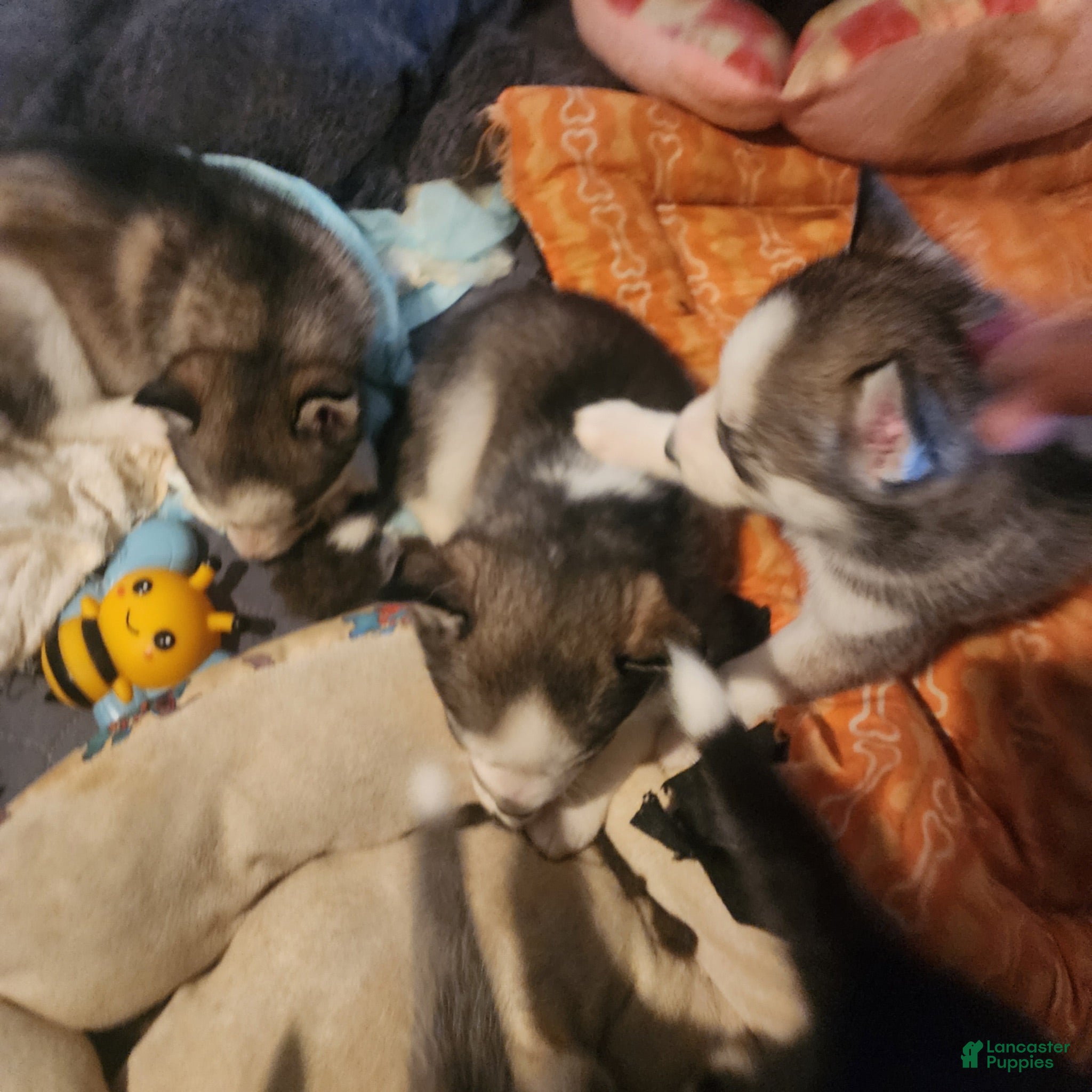 Siberian Husky dogs Siberian Husky 2 - Ad 23