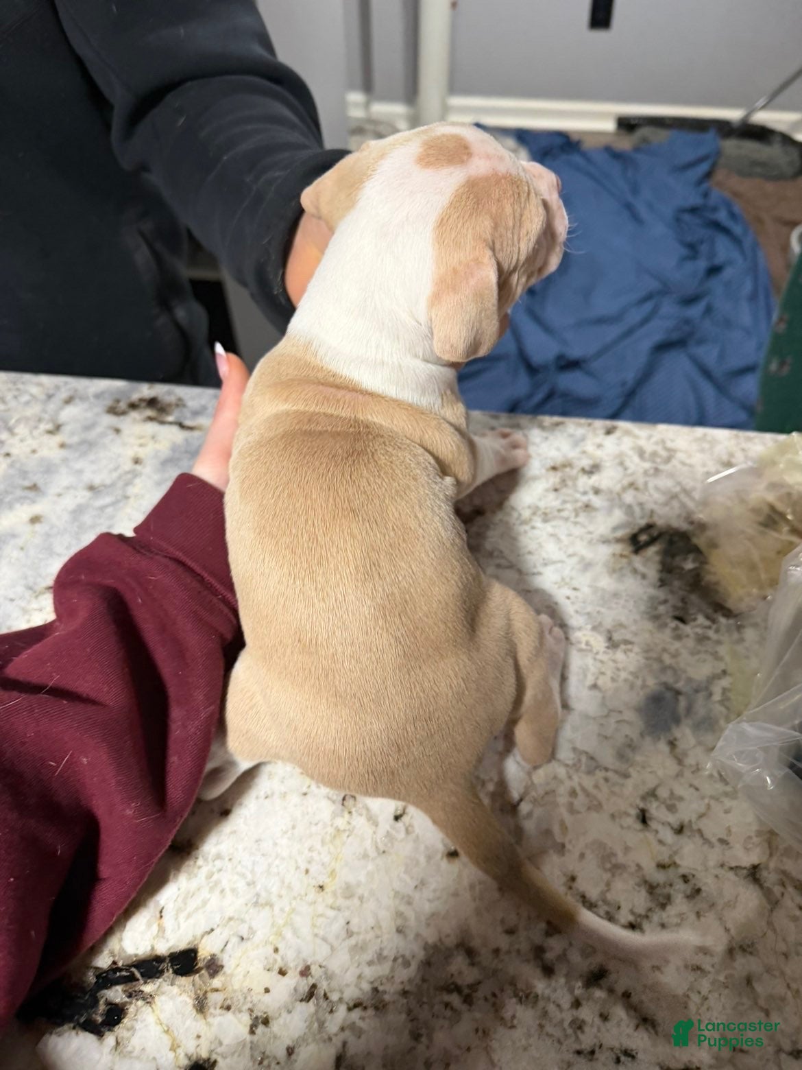 American Bully dogs American Bully Puppy 4 - Ad 2