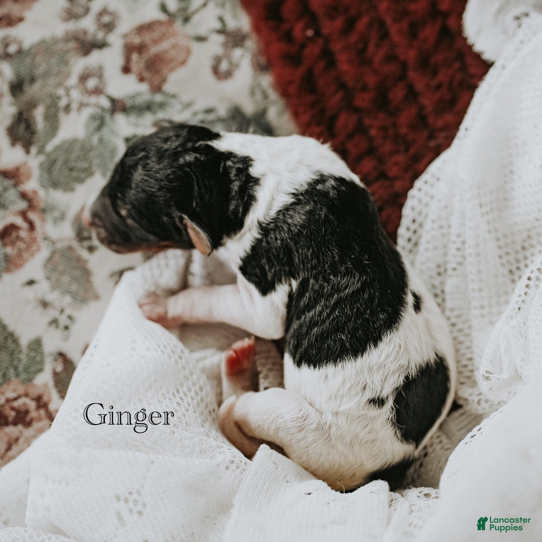 Standard Poodle dogs for sale: Ginger - Ad 3