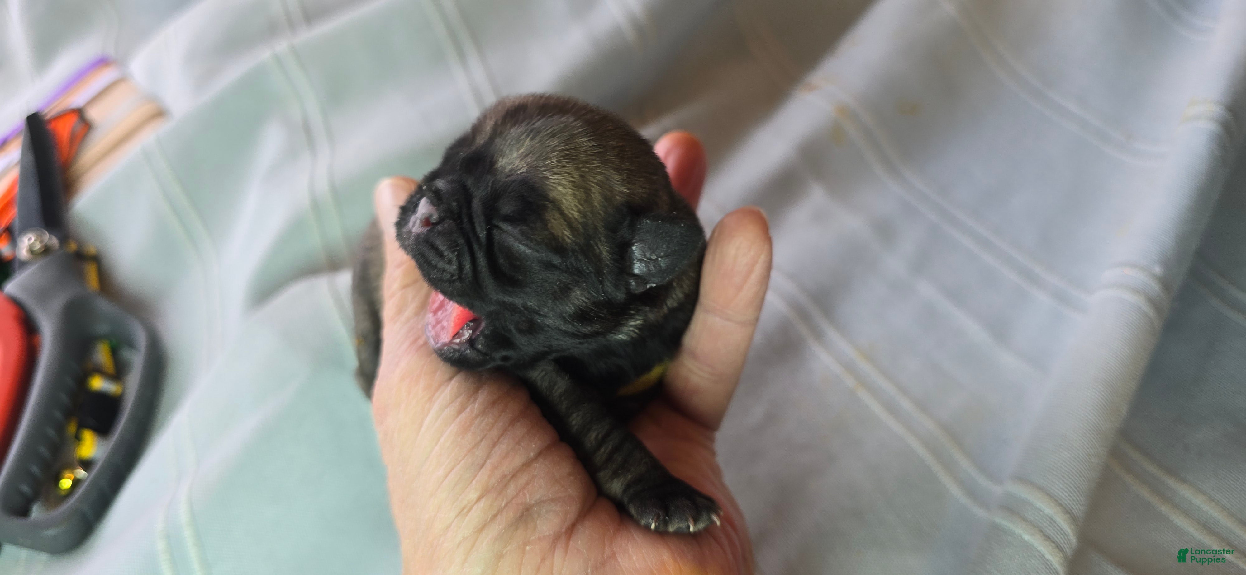 Pug dogs Jeannie - Ad 34