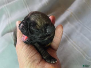 Pug dogs Jeannie - Ad 42