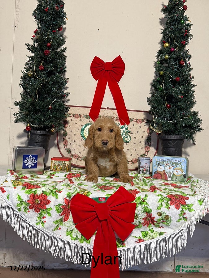 Miniature Labradoodle dogs for sale: Dylan - Ad 2