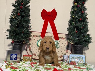 Miniature Labradoodle dogs for sale: Dylan - Ad 2