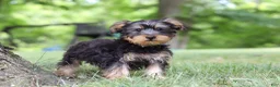 Yochon dogs for sale: Landon - Ad 5