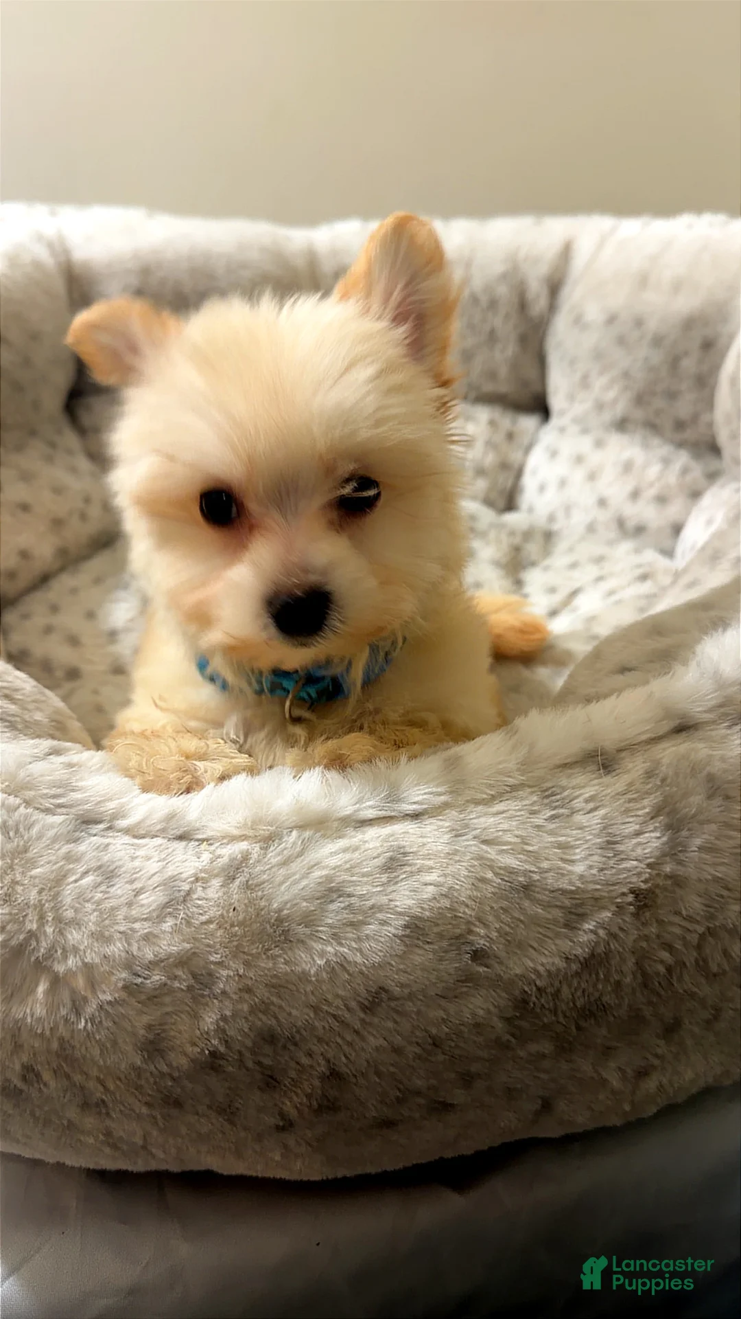 Maltipoo dogs for sale: Tiny Jinu - Ad 2