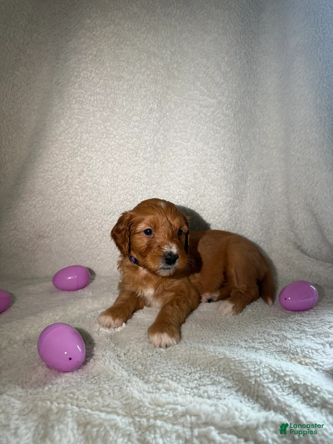 Goldendoodle dogs for sale: Prada - purple - Ad 2