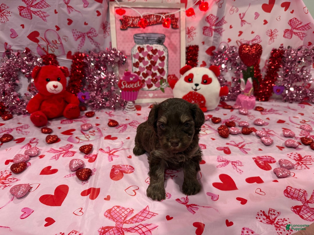 Yorkiepoo dogs for sale: Yorkiepoo Puppy (Dior) - Ad 2