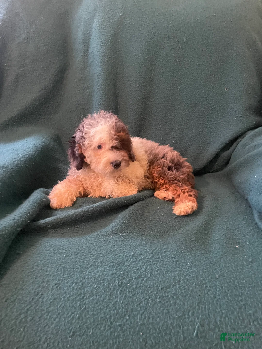 Cockapoo dogs for sale: Cockapoo 5 - Ad 8