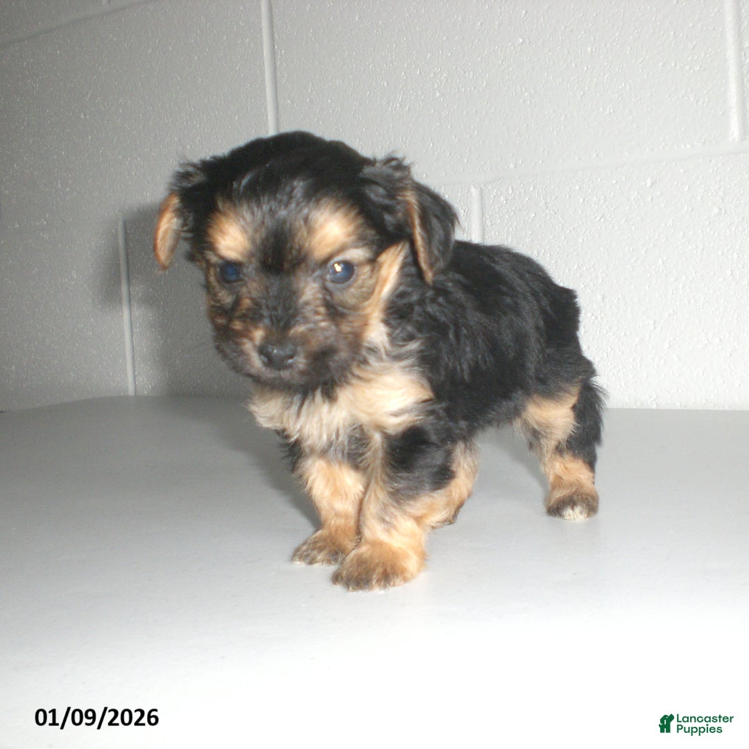 Yorkiepoo dogs for sale: Theo - Ad 12