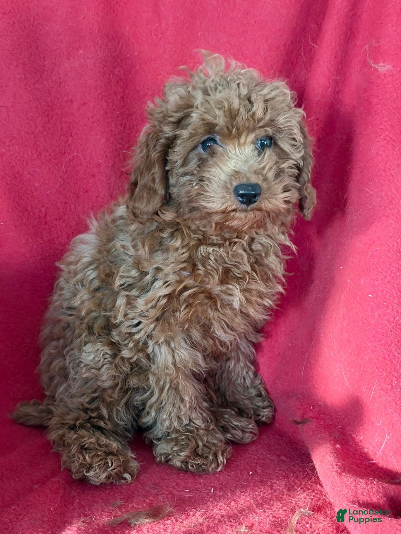 Toy Poodle dogs Merry - Ad 41
