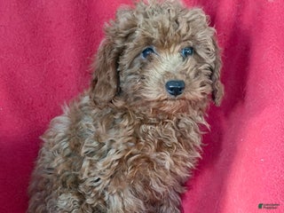 Toy Poodle dogs Merry - Ad 36
