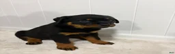 Rottweiler dogs for sale: Lady - Ad 5