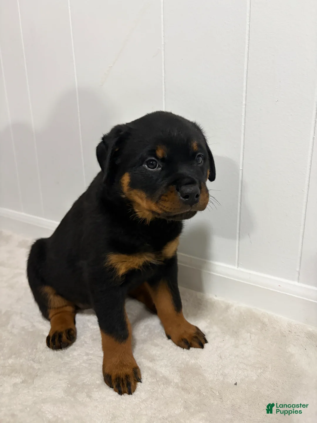 Rottweiler dogs for sale: Lady - Ad 5