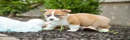 Welsh Corgi Pembroke dogs for sale: Cap'n Crunch Welsh Corgi Pembroke  - Ad 3