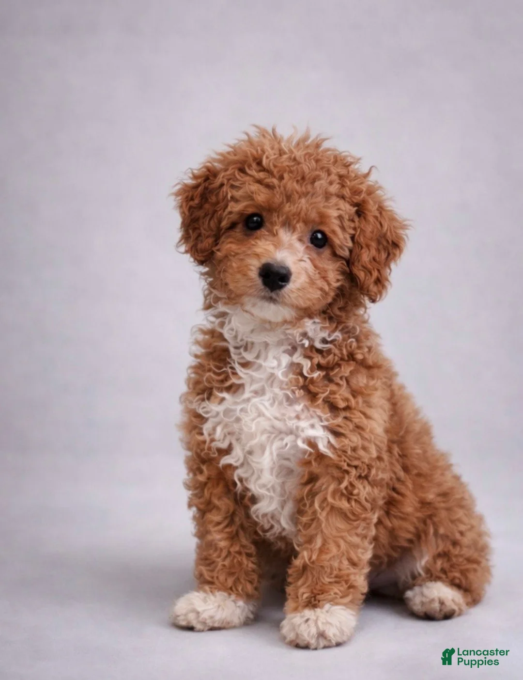 Mini Aussiedoodle dogs for sale: Gunner - Ad 1