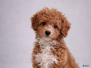 Mini Aussiedoodle dogs Gunner - Ad 39