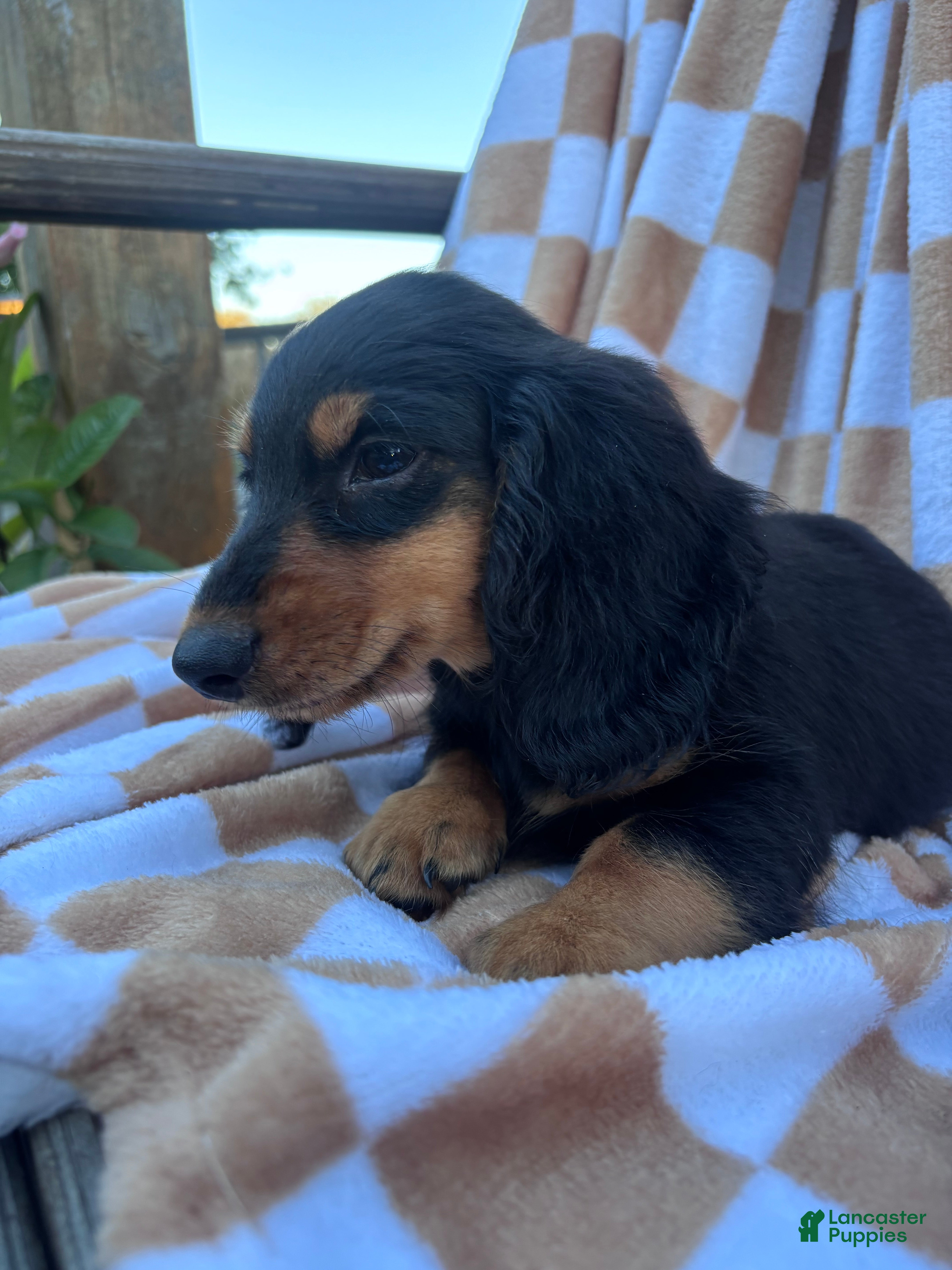 Miniature Dachshund dogs for sale: Samson - Ad 2