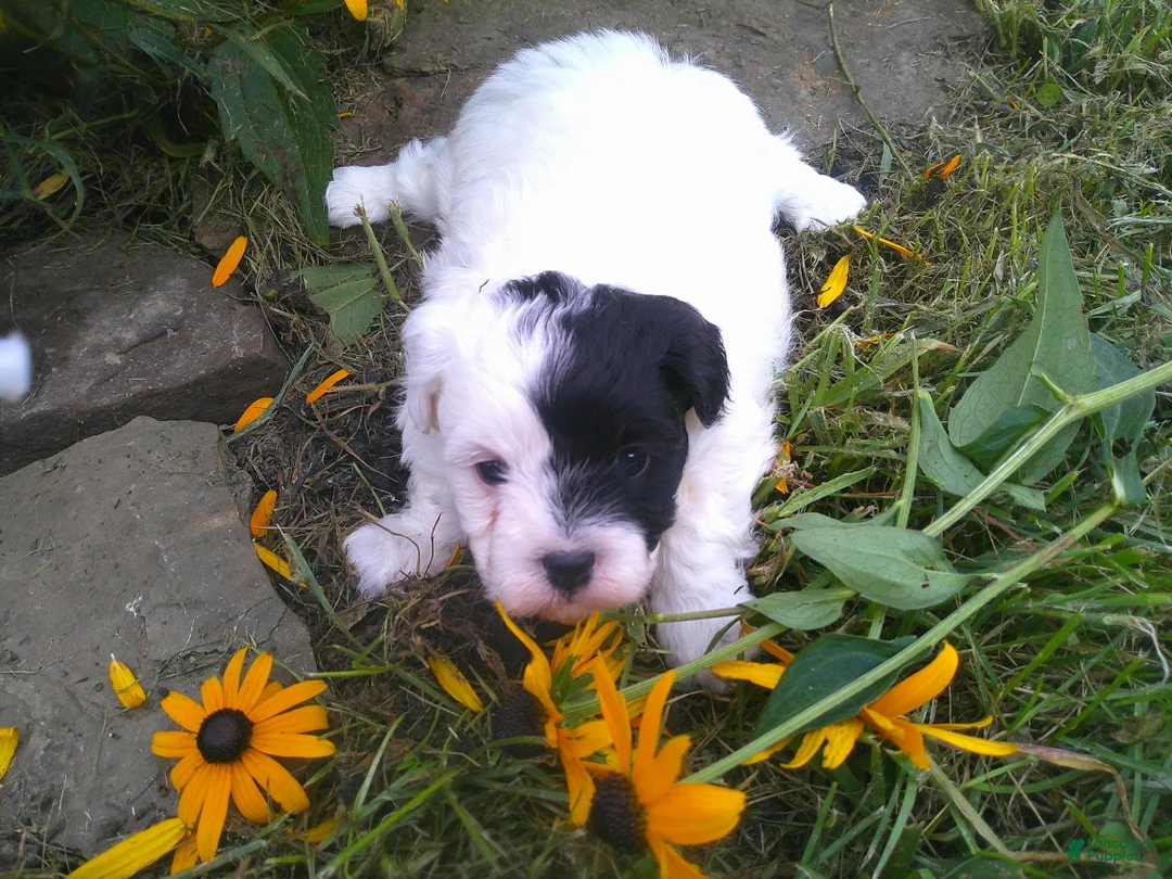 Gallery Image {{count}}