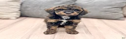 Miniature Poodle dogs for sale: Aria - Ad 1