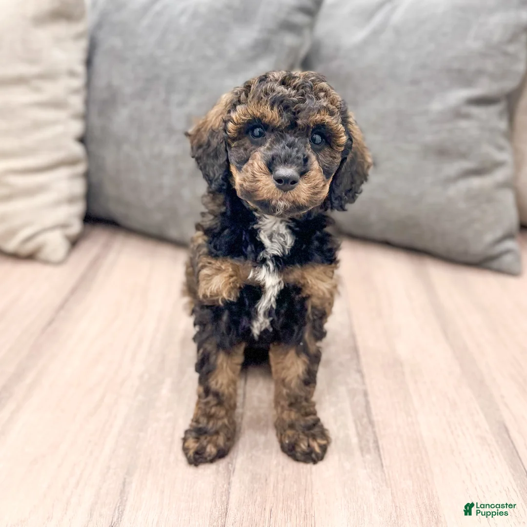 Miniature Poodle dogs for sale: Aria - Ad 1