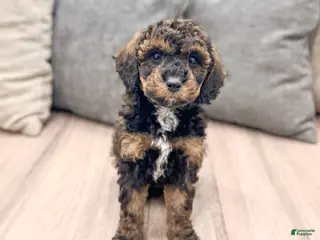 Miniature Poodle dogs for sale: Aria - Ad 1