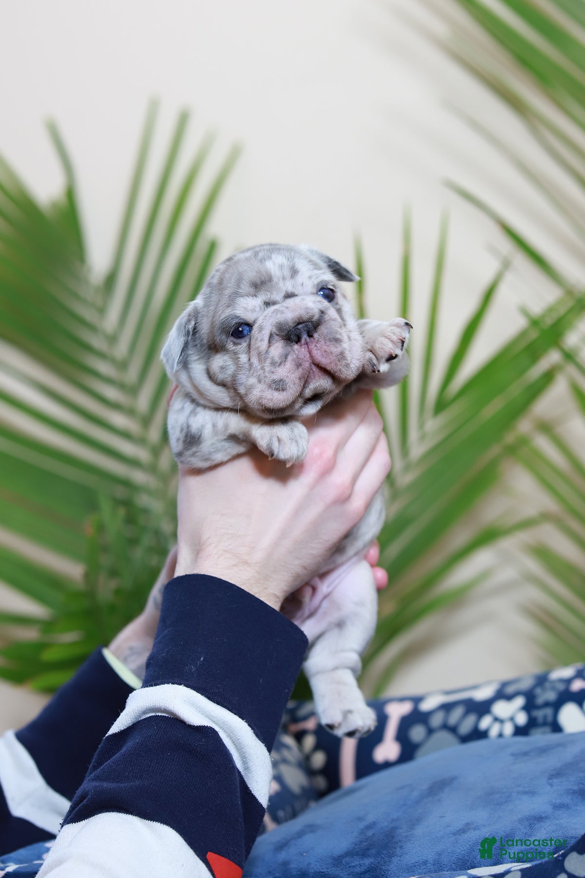 French Bulldog dogs Rio - Ad 14
