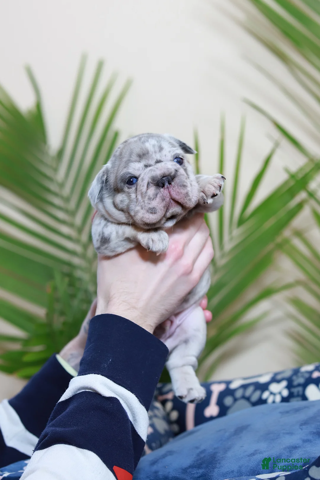 French Bulldog dogs for sale: Rio - Ad 1