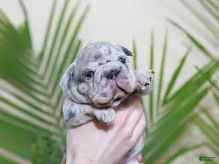 French Bulldog dogs Rio - Ad 14