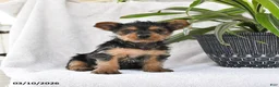 Yorkshire Terrier dogs for sale: Penny - Ad 4