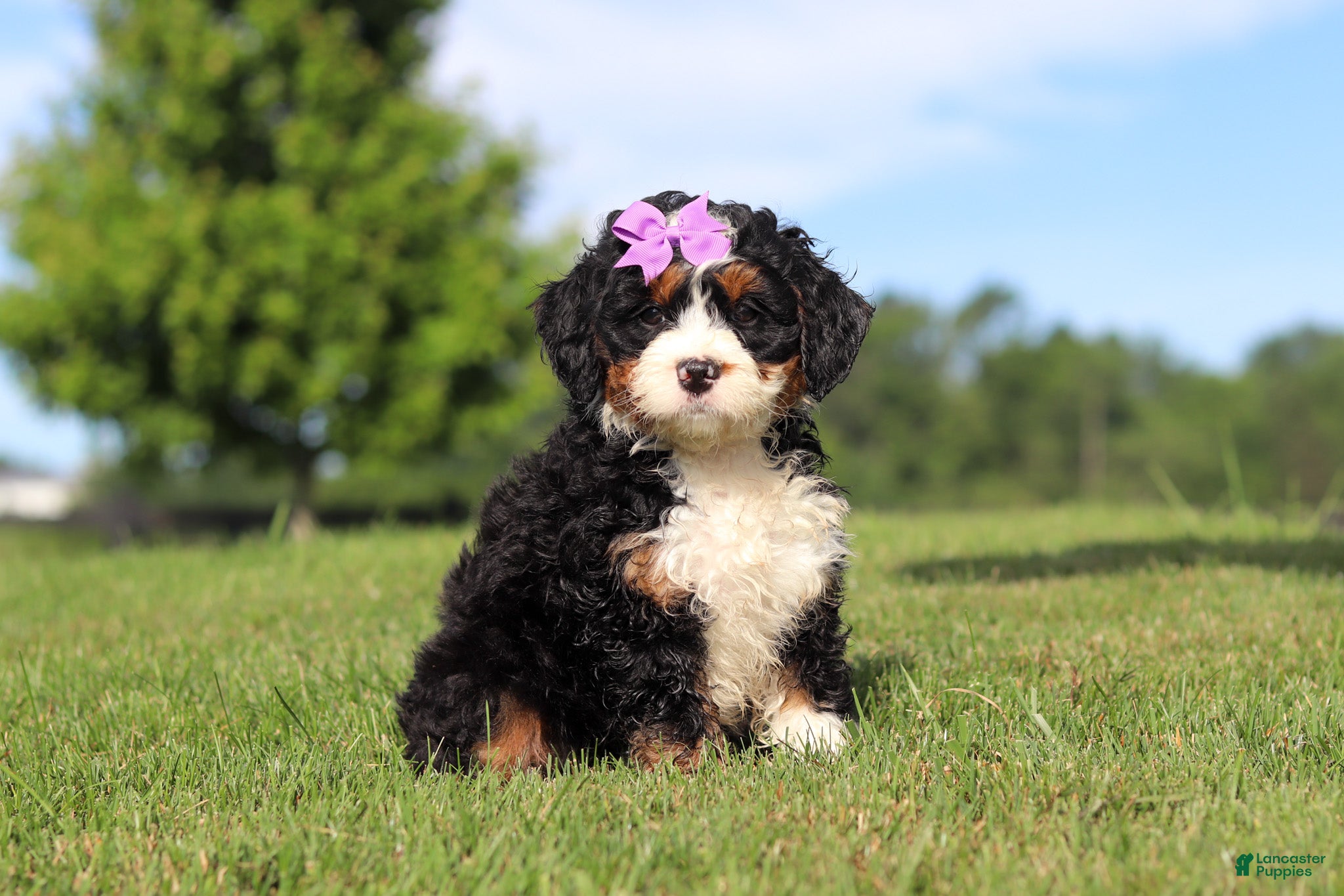 Mini Bernedoodle dogs Mint - Ad 2
