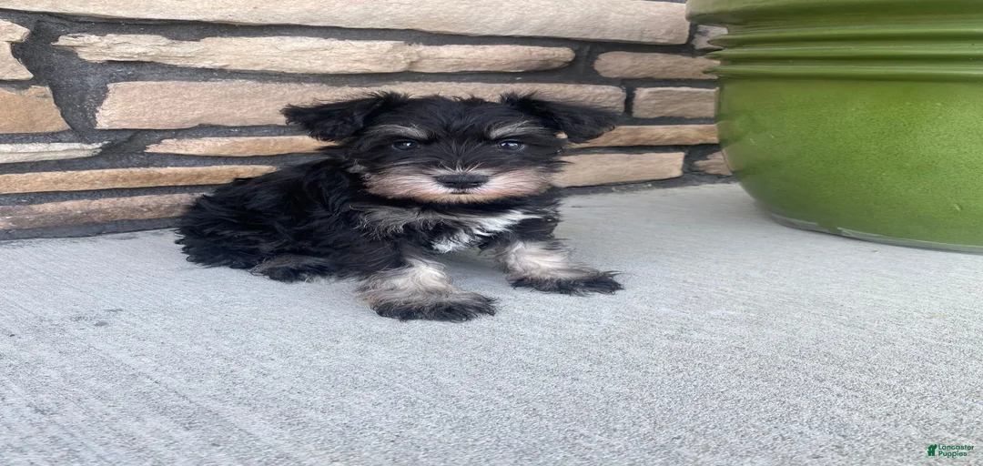 Gallery Image {{count}}