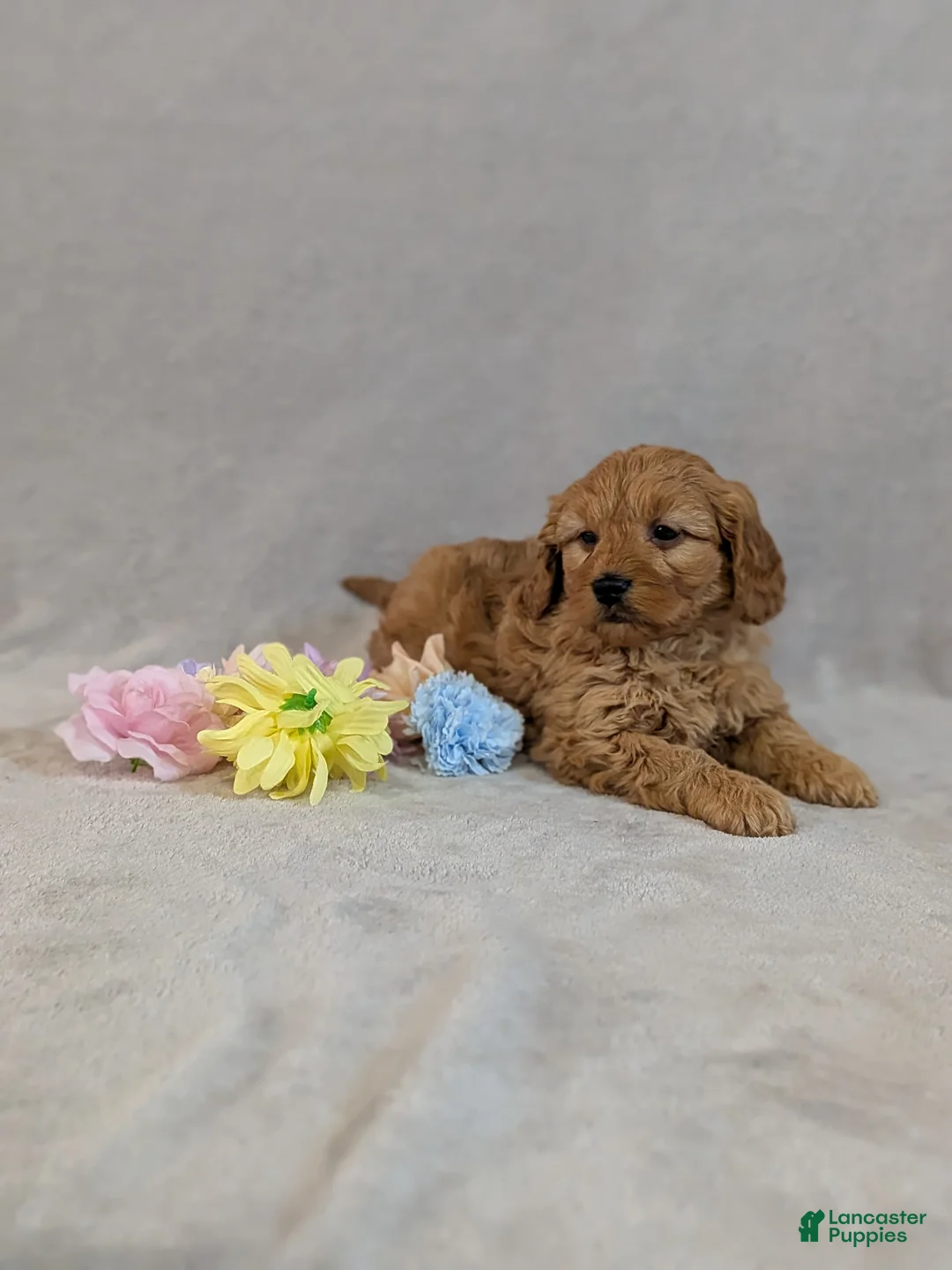 Mini Goldendoodle dogs for sale: Leo - Ad 8