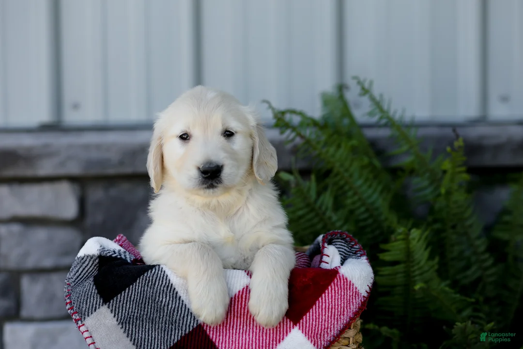 Golden Retriever dogs for sale: Baxter - Ad 2