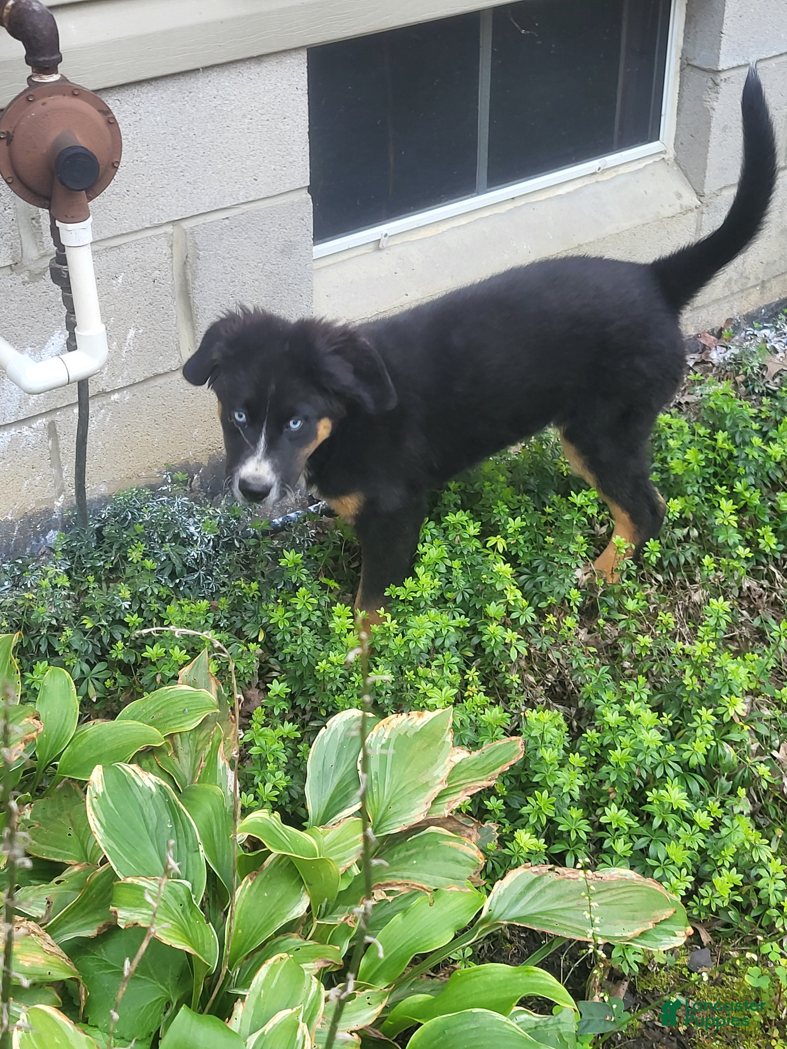 Mixed Breed dogs Teddy - Ad 1