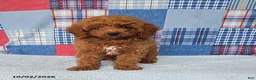 Mini Goldendoodle dogs for sale: Cody - Ad 3