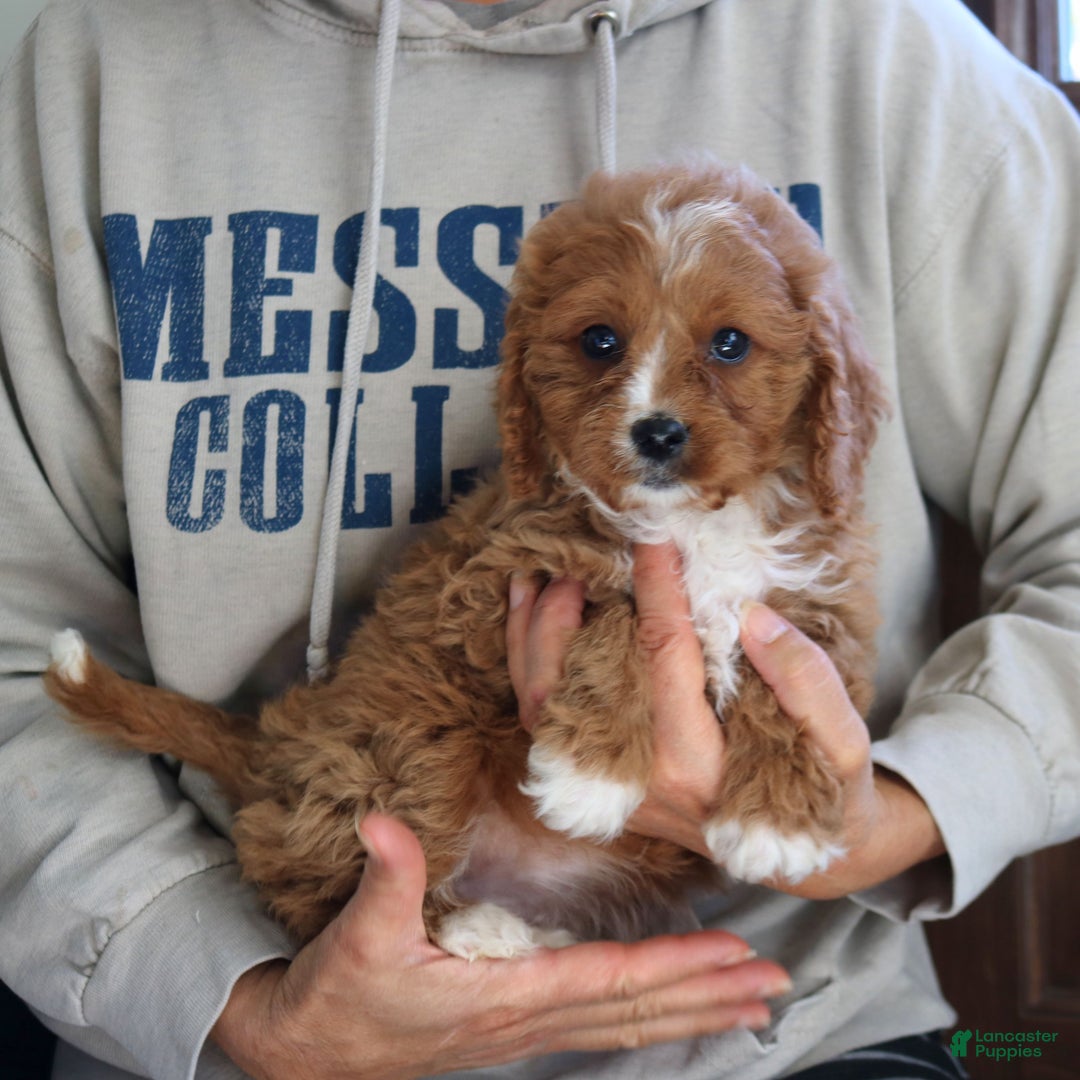 Cavapoo dogs for sale: Jasper  - Ad 3