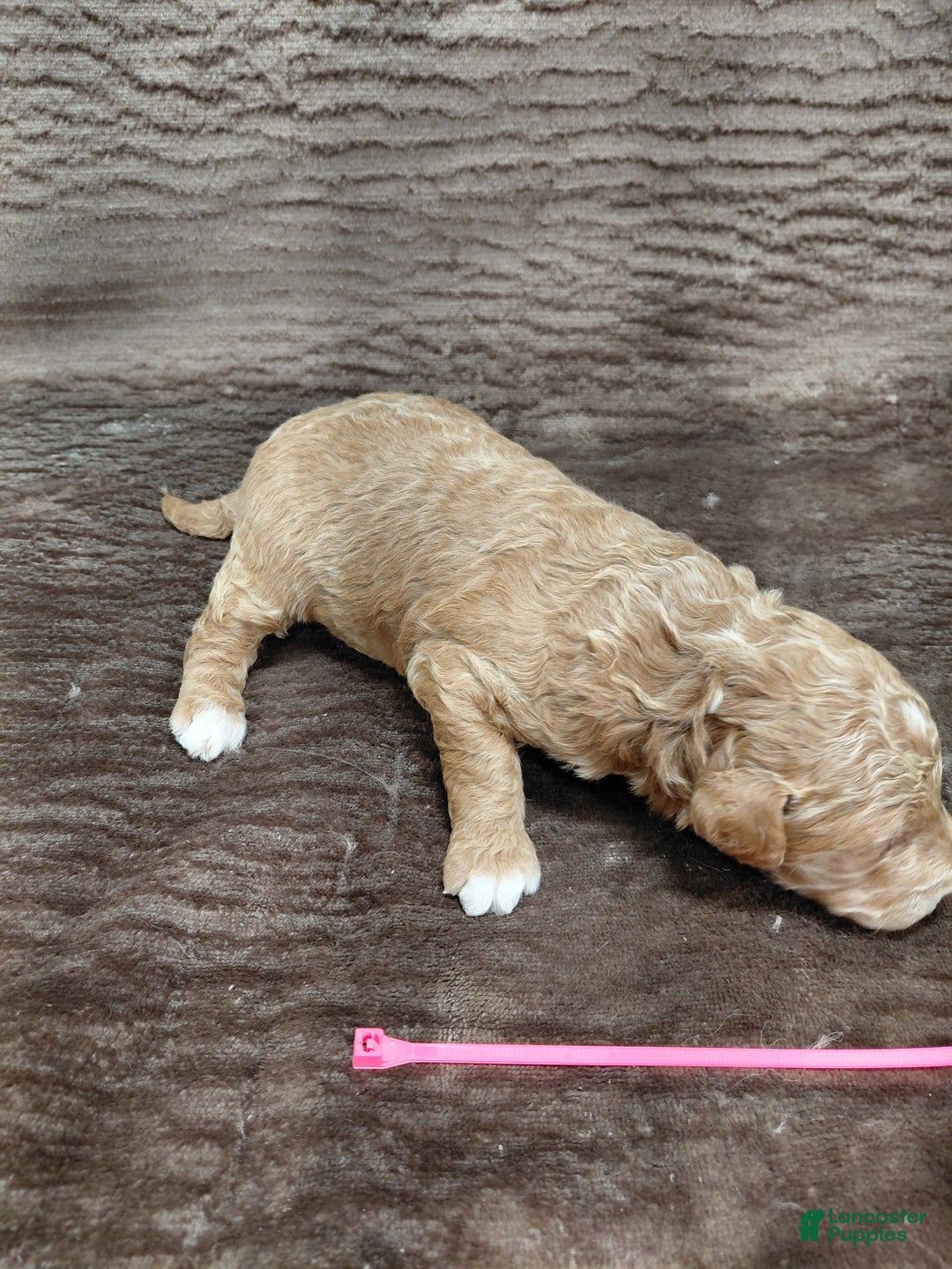 Mini Bernedoodle dogs for sale: Aspen - Ad 3