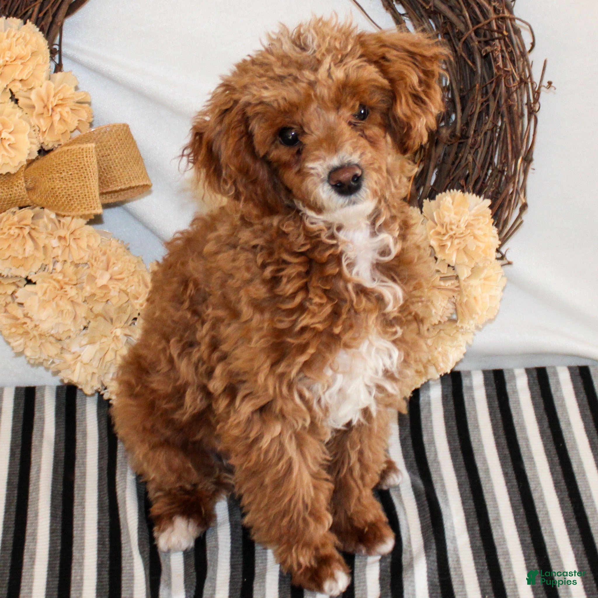 Miniature Poodle dogs Teddy - Ad 37