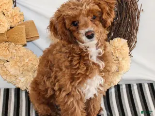 Miniature Poodle dogs Teddy - Ad 37