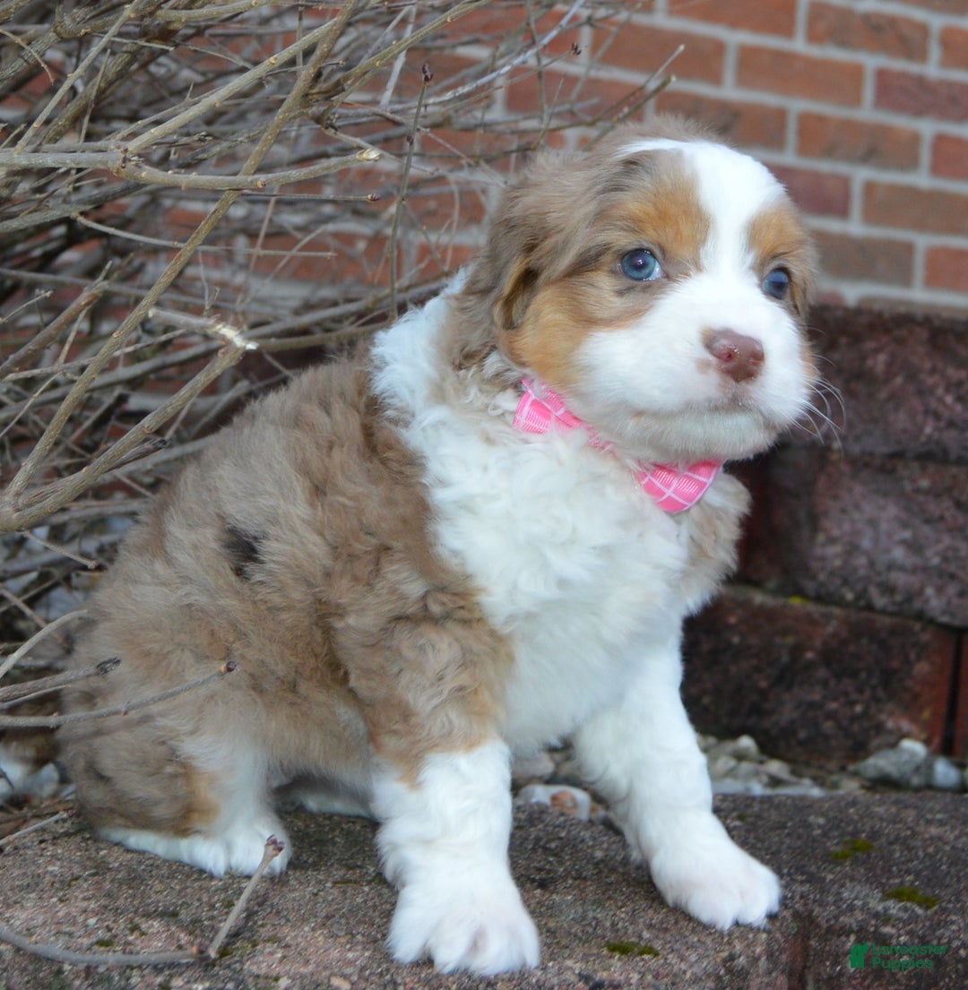 Mini Aussiedoodle dogs for sale: Mini Angel - Ad 10