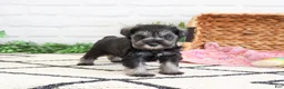 Miniature Schnauzer dogs for sale: Maram  - Ad 3
