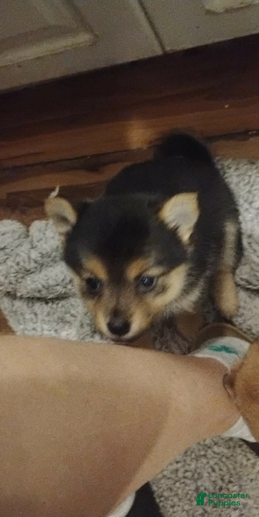 Mixed Breed dogs for sale: Mixed Breed Puppy 1 - Ad 4