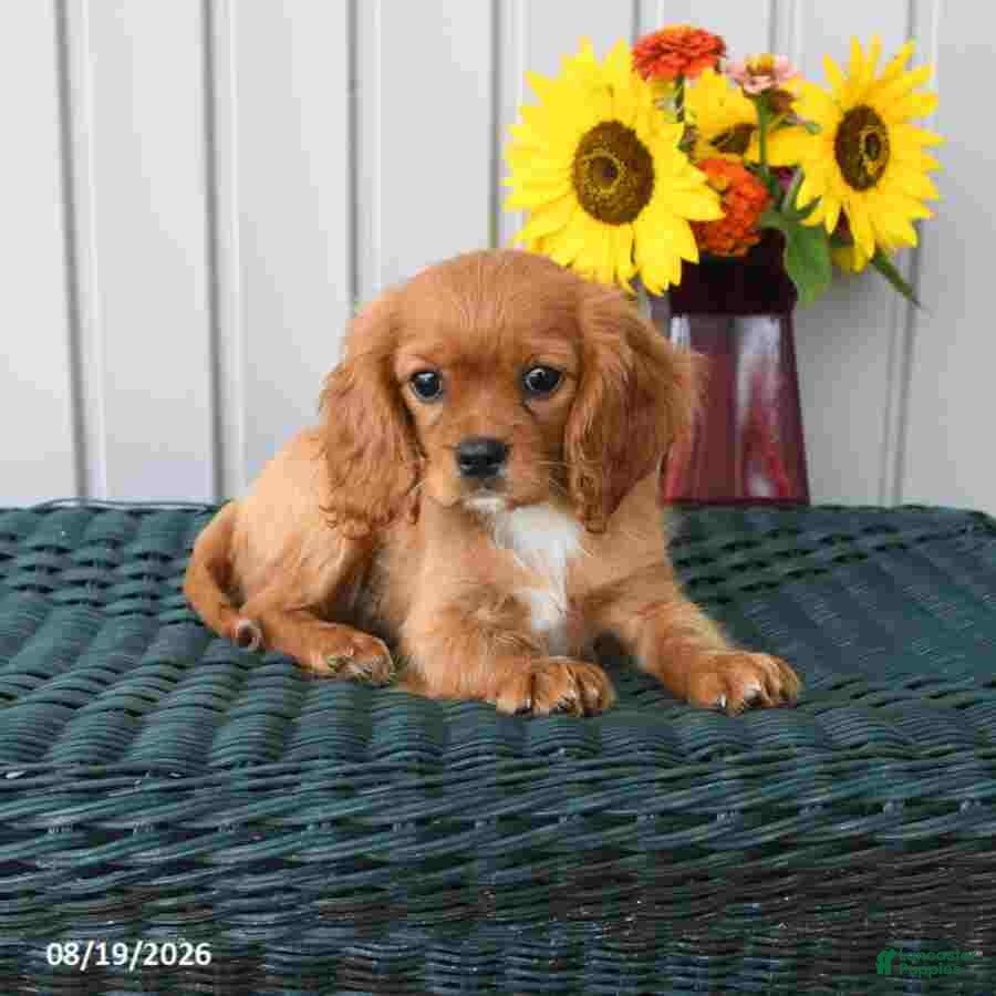 Cavalier King Charles Spaniel dogs Kaiser - Ad 1