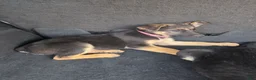 German Shepherd dogs for sale: German Shepherd 5 - Ad 2