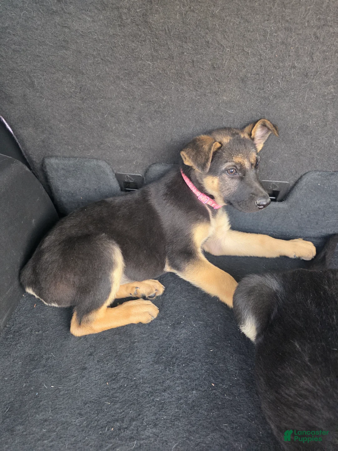 German Shepherd dogs for sale: German Shepherd 5 - Ad 2