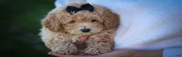 Bichpoo dogs for sale: Nova💕 - Ad 7