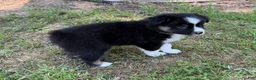 Australian Shepherd dogs for sale: Australian Shepherd Jason - Ad 3
